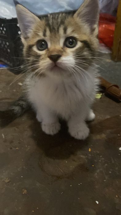 Котята мейнкун ищут семью