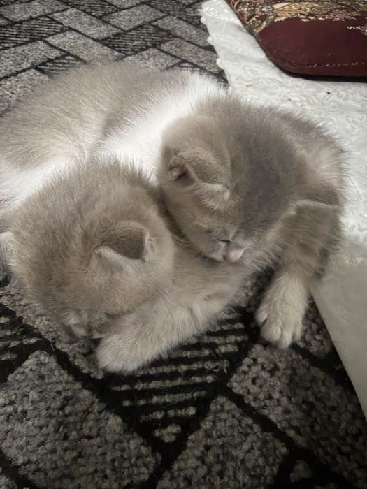Zotli Scottish Fold (Fold + Shinshilla) | 2 oylik mushukchalar