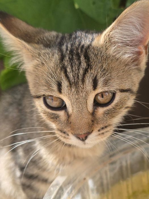 добрые котята в руки