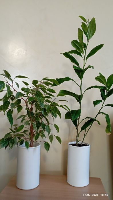 Цветы домашн.г.Астана