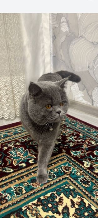 Britanskiy  strayt erkak