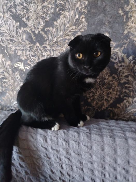 Продаём Кота Антона