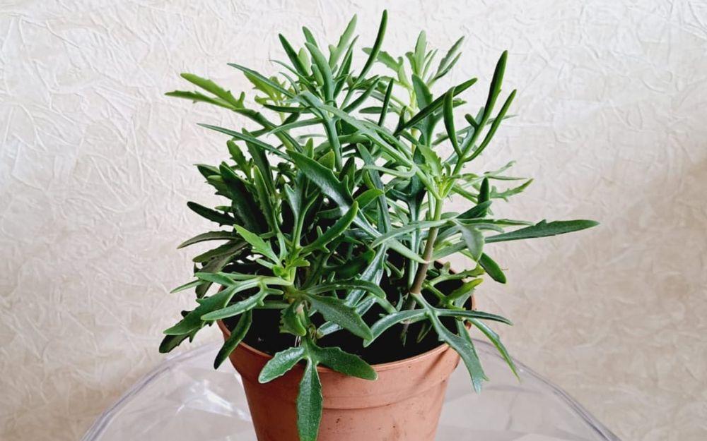 Комнатные цветы, цветы