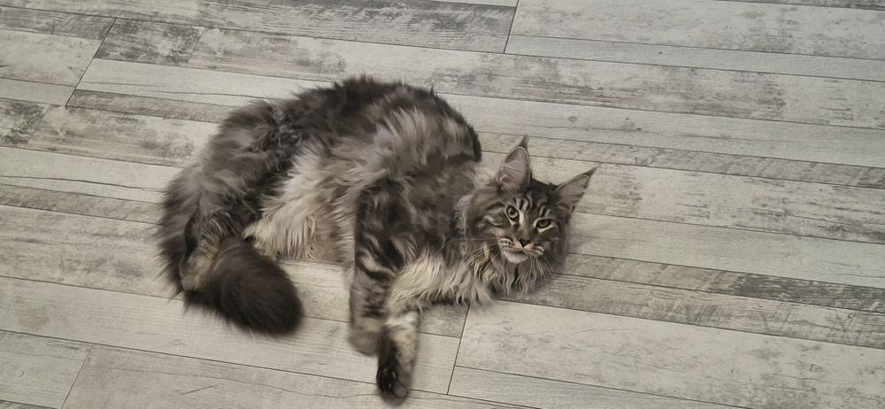 Мейн кун на 8 м.  Женска