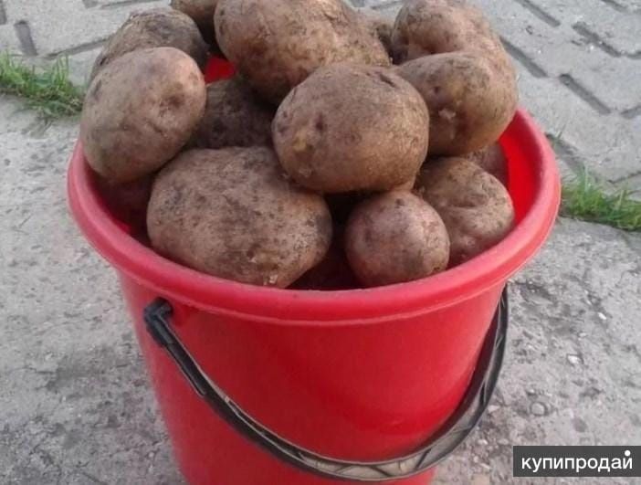 Продам дачную картошку