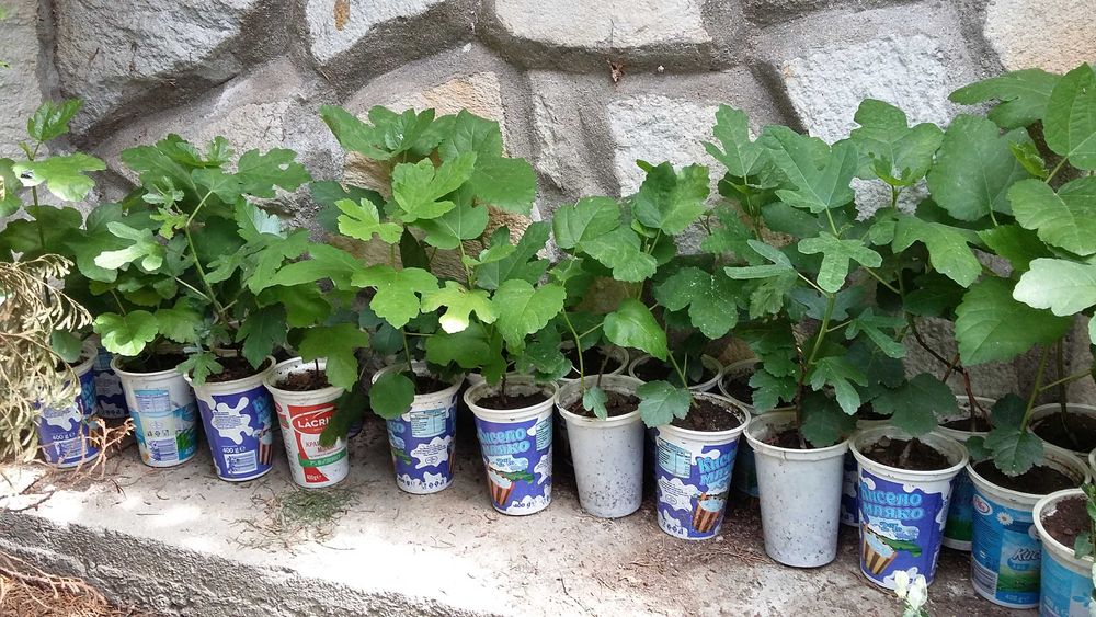 Семейно щастие,Смокини,Цезалпиния-Жълта райска птица.