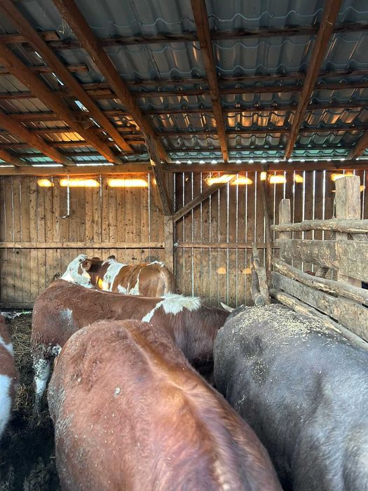 Vand 11 vitei, 4 baltata romaneasca, 11 angus