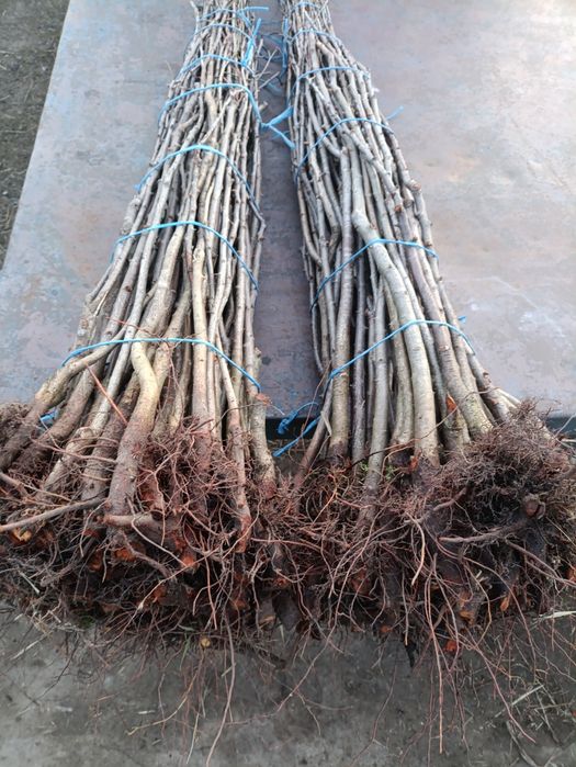 Pomi-3Lei bucT.07⁵⁵²²⁵⁹⁹⁹pruni,corcoduși,vișini,măr,nuci