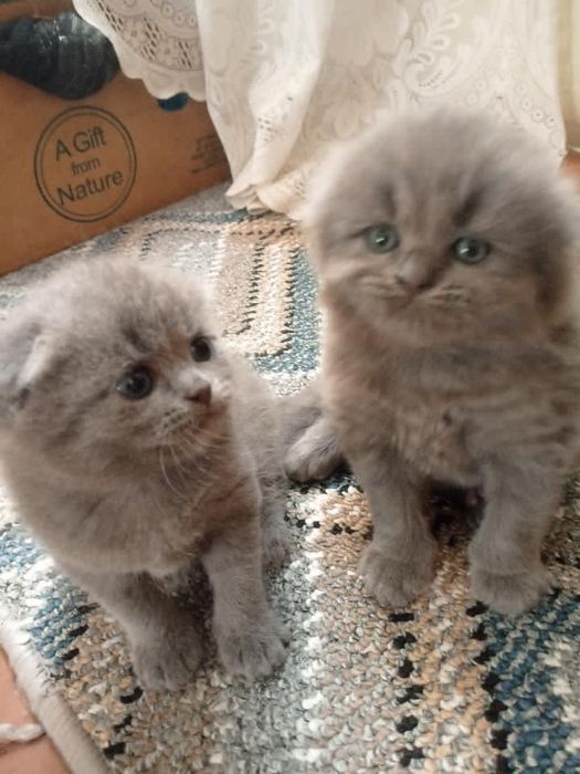 Котята Шотландской породы Вислоухие
