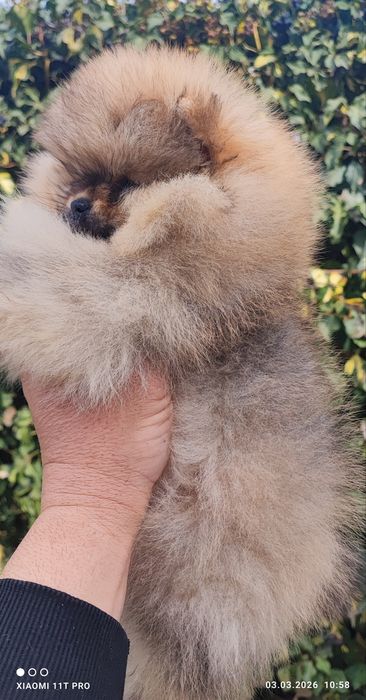 Померан  мини момче