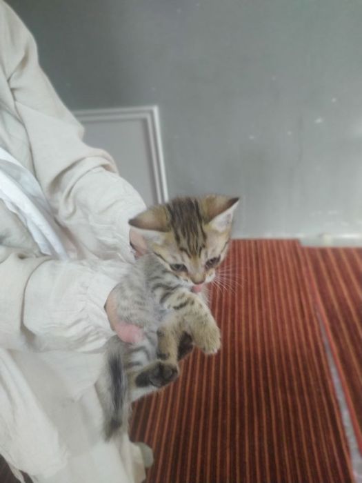 Winwila 2 oyligu 4 kunlik buldi 500 mindan