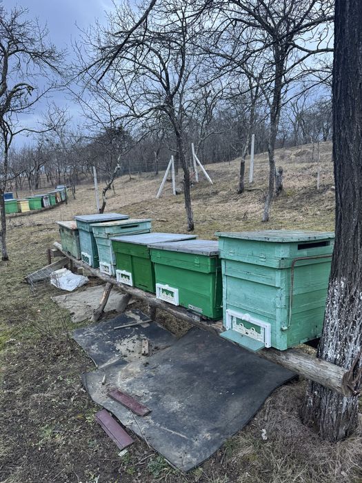 Vand stupi si uneltr pentru albine dau schimb