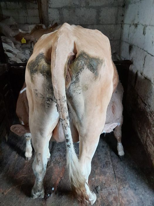 Vând vaca cu vitei gemeni