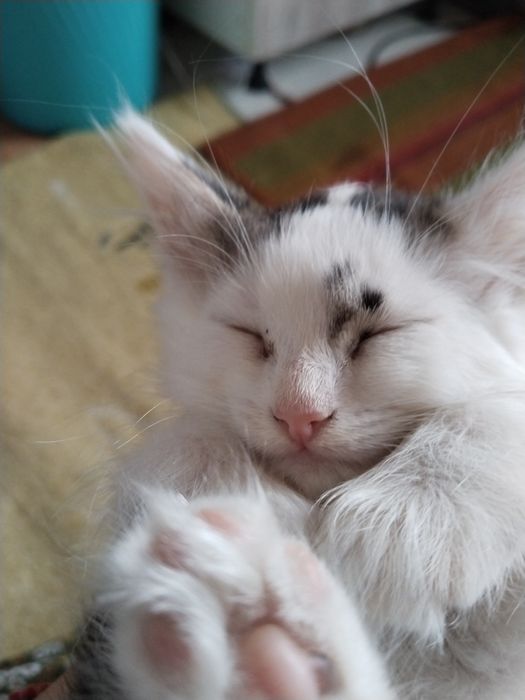 Отдам в добрые руки