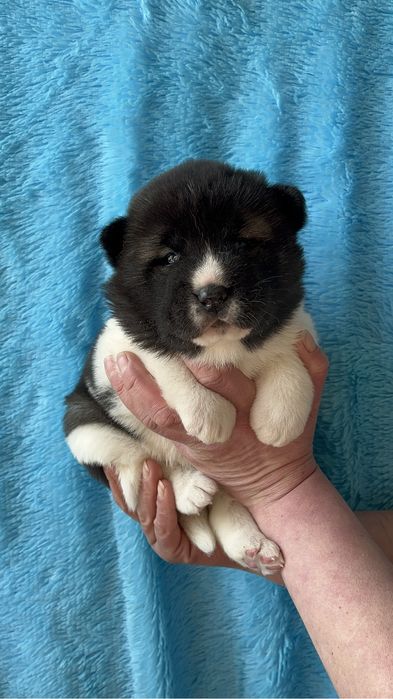 Щенки Американской акиты