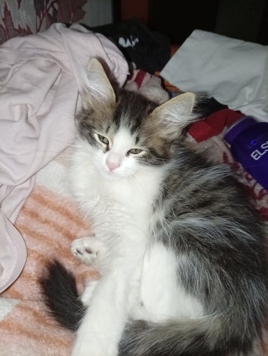 Отдам котенка бесплатно