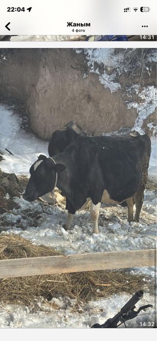 Продам коров породистые