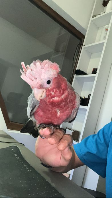 Cockatoo Galah / Cacadu roz – pui crescut la mână, foarte blând
