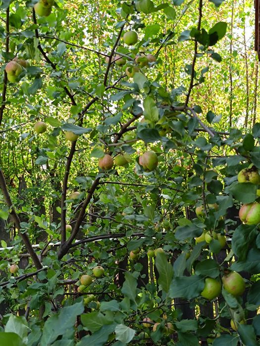 Дача на берегу Ишима