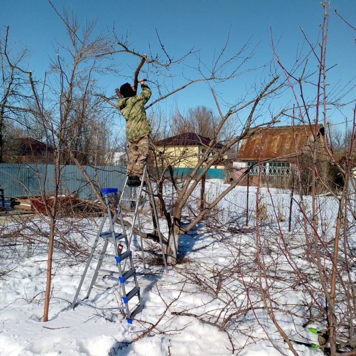 Обрезка плодовых деревьев