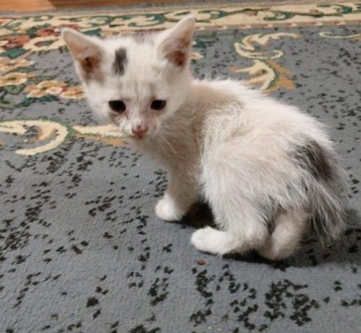 Котёнки в добрые руки