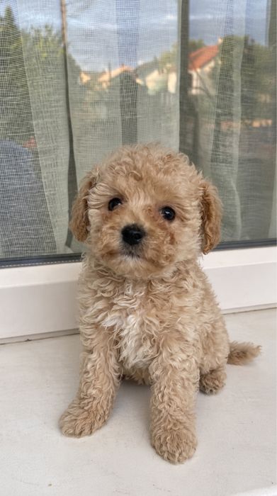 Băietel de maltipoo