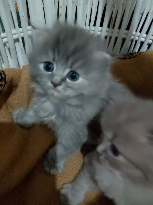 Scotish fold 1.5 oyli