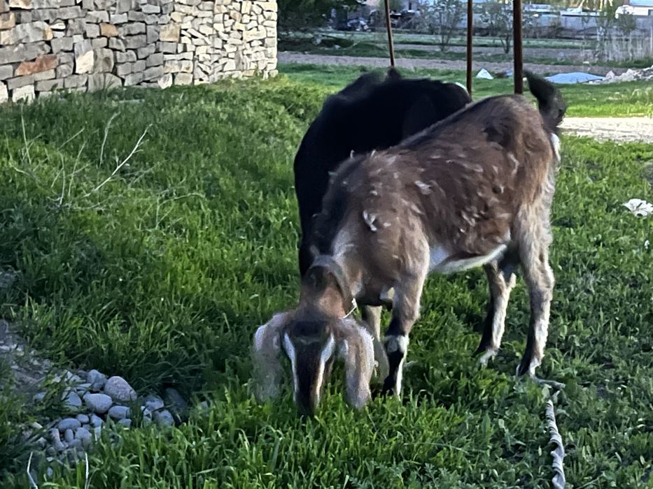 Нубийские козы …