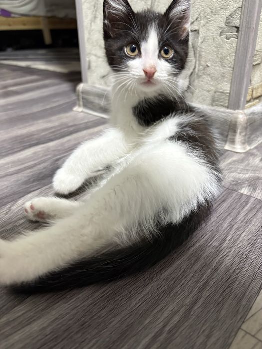 Котенок в добрые руки