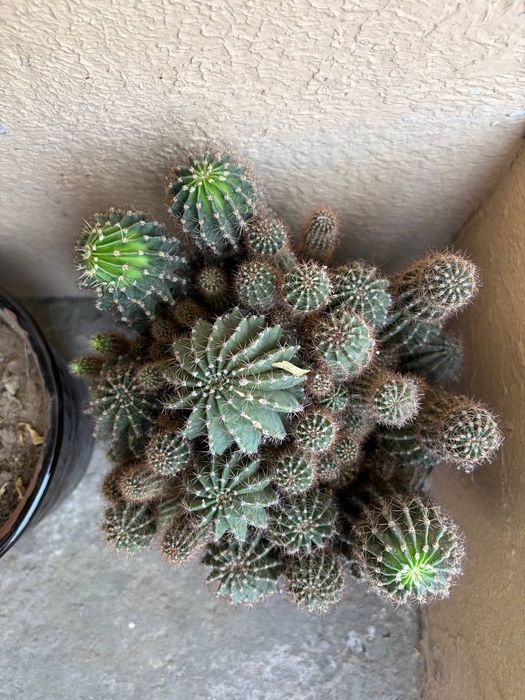 Кактус 4та катта тувакда