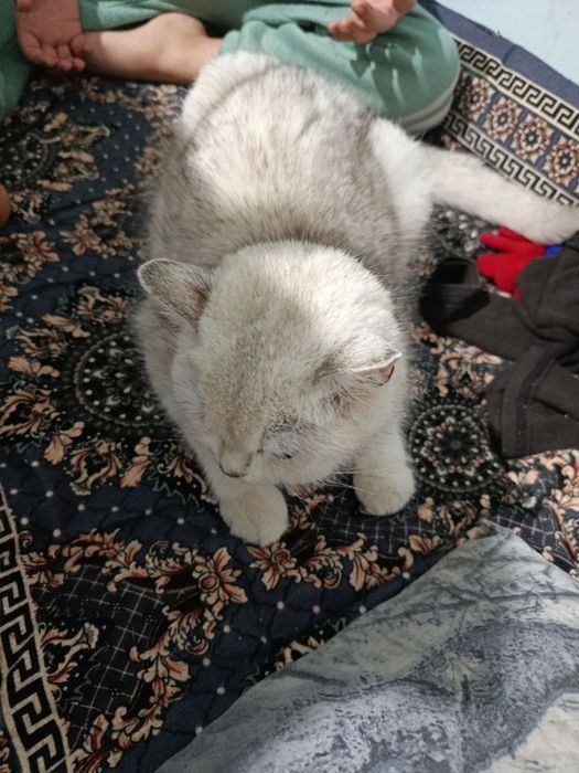 Shinshila mushugi sotiladi qiz bola