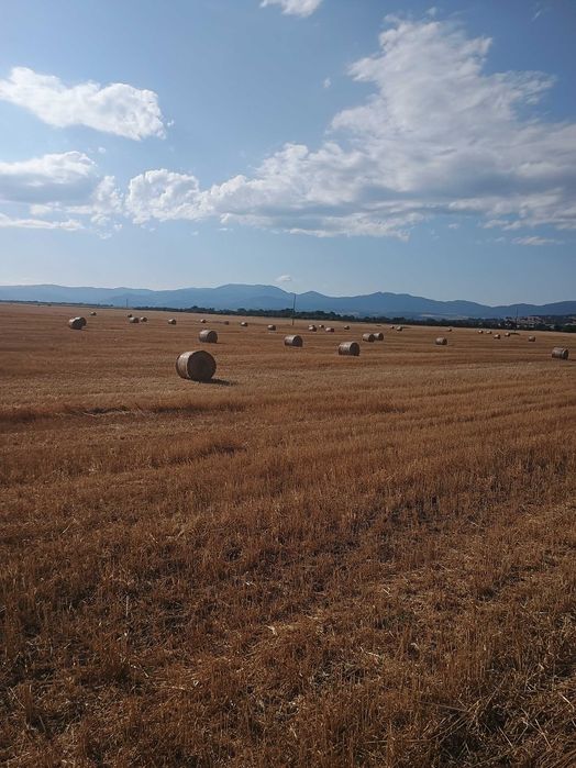 Рулонни бали ПРОСО със зърното