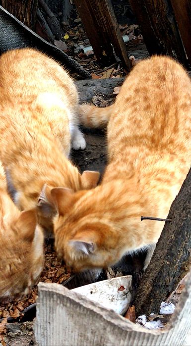 Ищут дом два рыжих котика