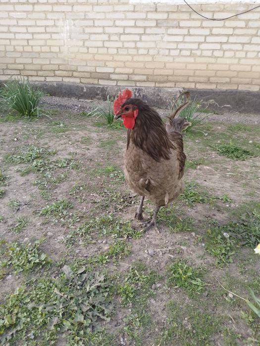 Жерси  қораз   жас