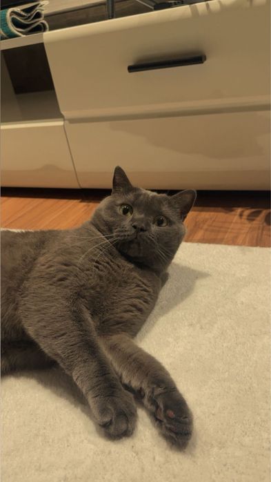 Отдадим кота в добрые руки