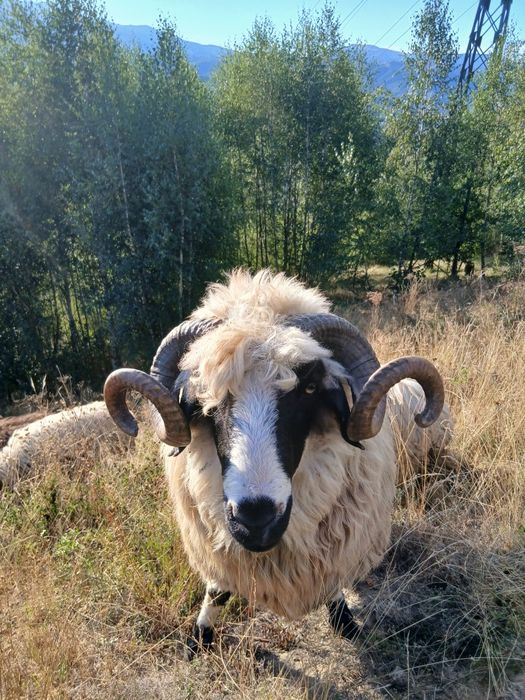 Berbec de vânzare