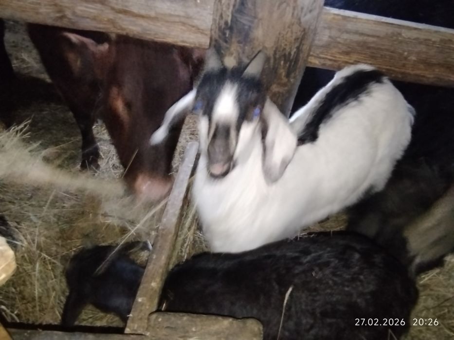 Козёл производитель