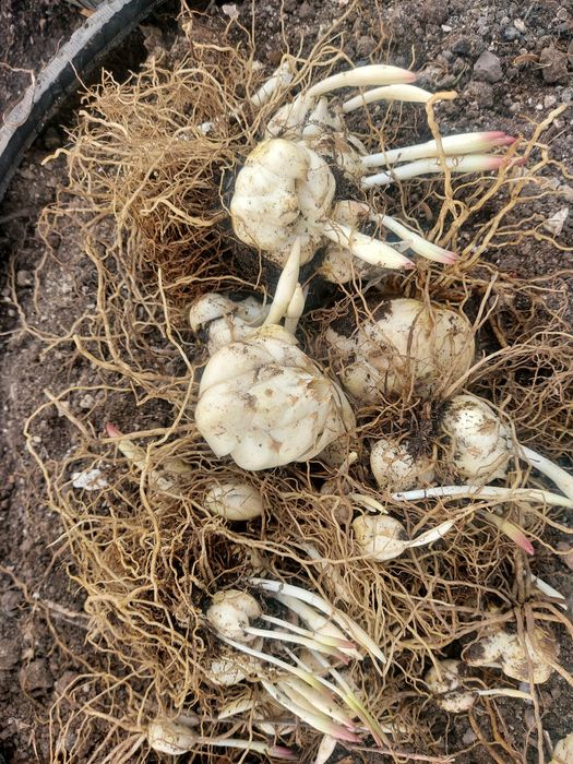 Луковицы лилии,черенки хризантемы.