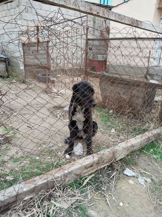 Алабай ит сатылады 2 жаста