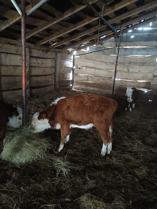 8бас потсос бычок сатылады 330сауда бар