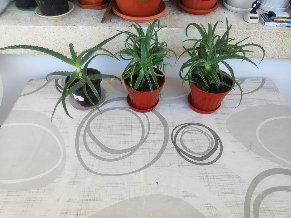 Алое Вера лечебно