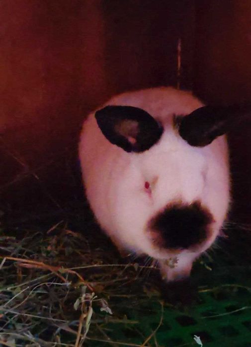 Kalif sames (erkak) sotiladi