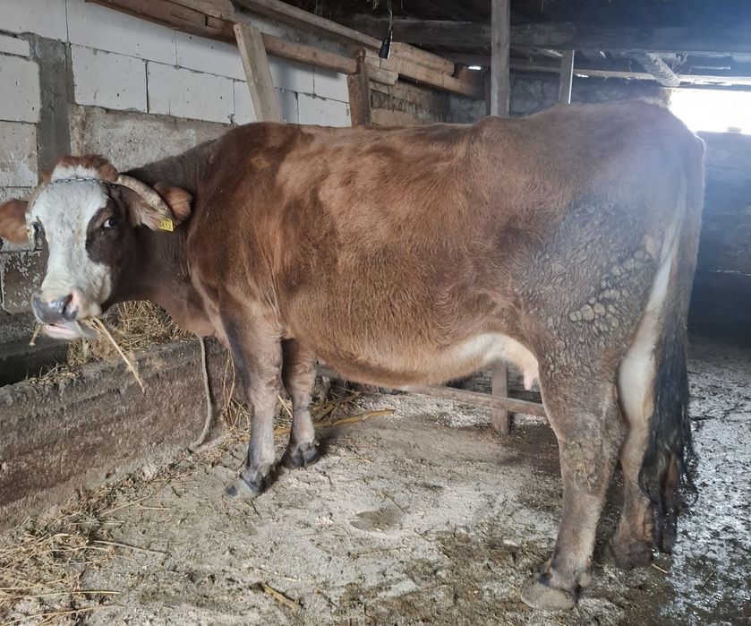 De vânzare vacă gestantă