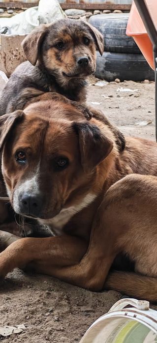 Отдам щенка, помесь Стаффорда и спаниеля