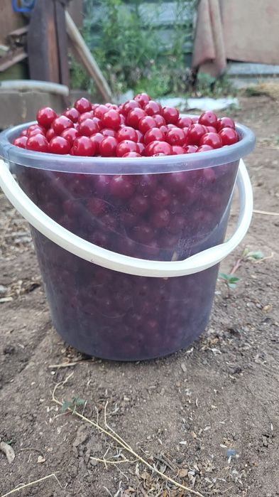 Вишня домашняя 5литров