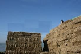 Vind baloți de grîu și ovăs, prețul variază  în funcție cantitate 0741