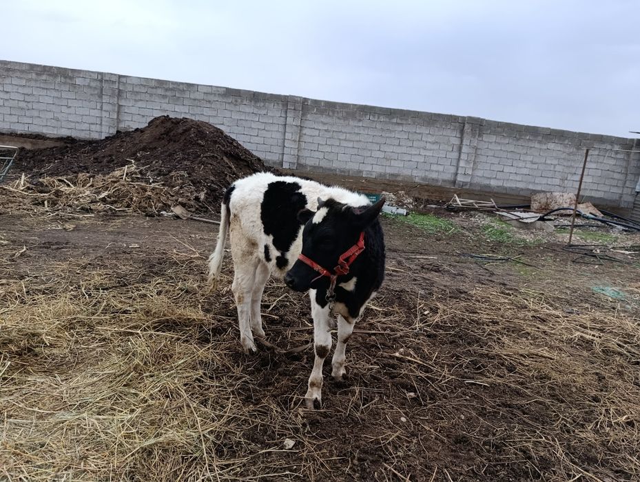 Срочно сыр сатылады