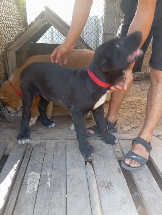 Аяу риза таза Алабай