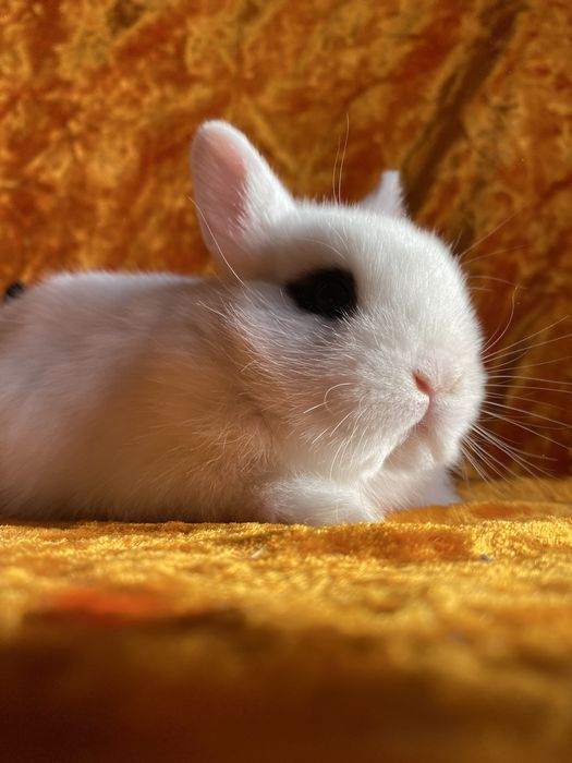 Karlik Dekarativniy quyon bollari