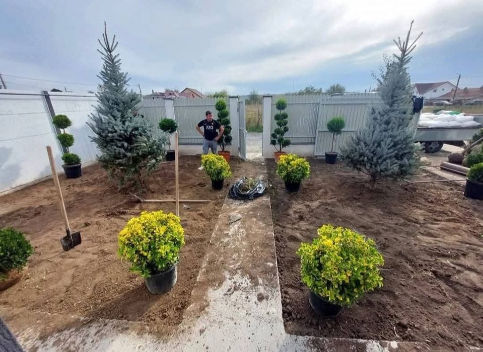 Plante ornamentale diferite specii si dimensiuni livrare gratuita în toată România
